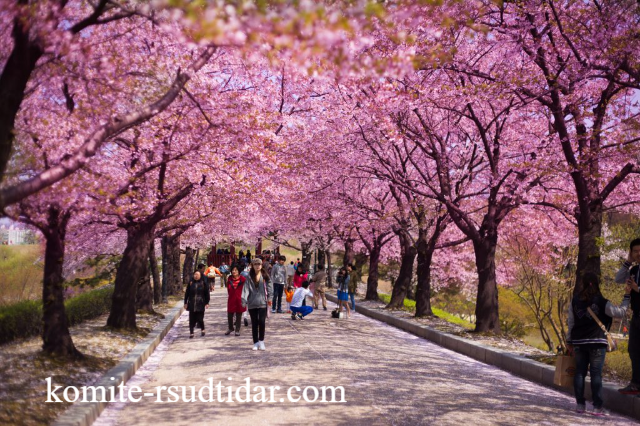 Menikmati Pohon Sakura di Jepang